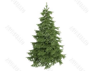 Spruce or Picea