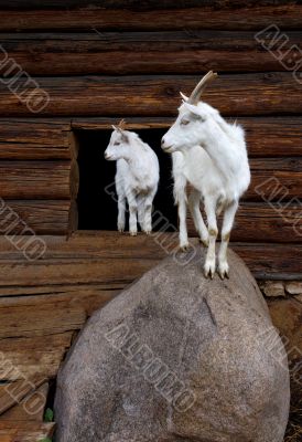 Goat and the kid