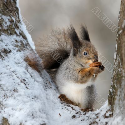 The squirrel with a nut.