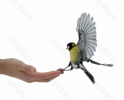Titmouse on a hand.