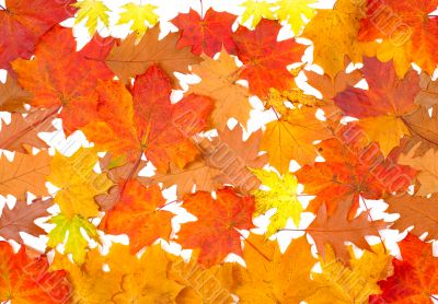 Ornament from autumn leaves
