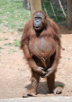 Orangutan 