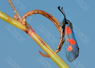 The butterfly Zygaena filipendulae