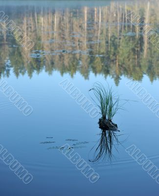Wood lake