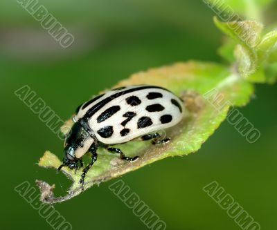 The leaf beetle