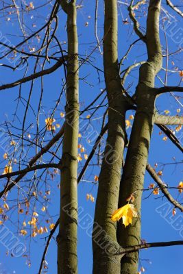 Autumn leaves.