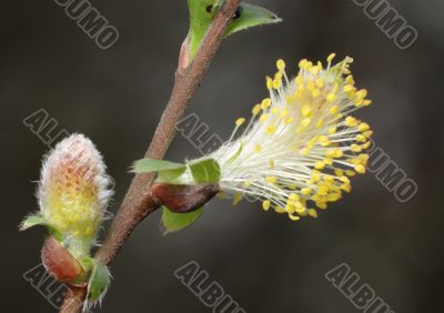 Spring 