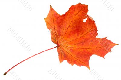 Red maple leaf, large DoF