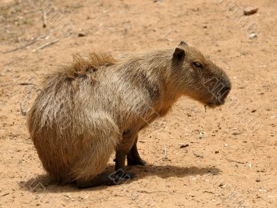 Agouti