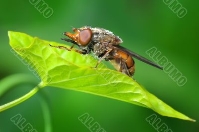 The fly