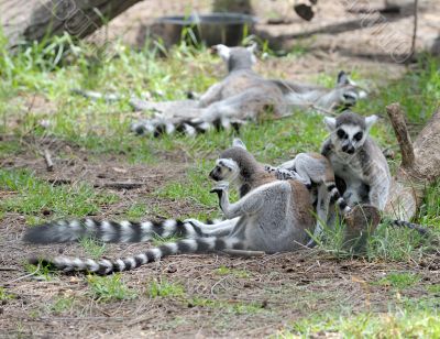 Lemurs