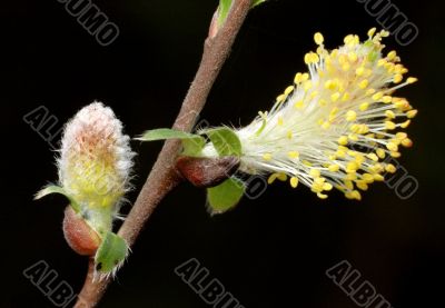 Spring 