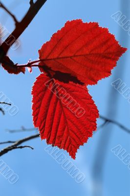 
Red leaves
