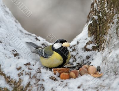 Nutlet for a titmouse