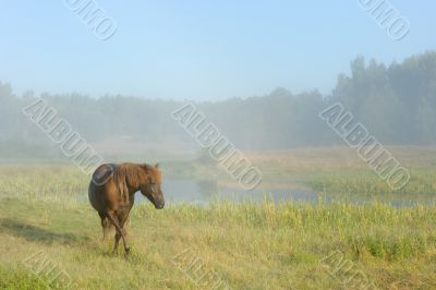 Horse in a fog