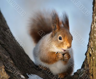 The squirrel.