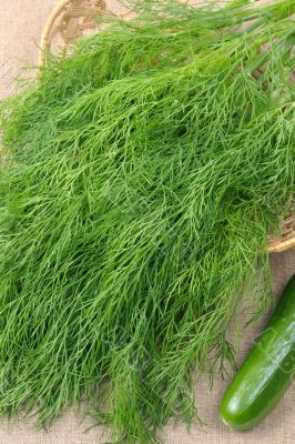 Dill