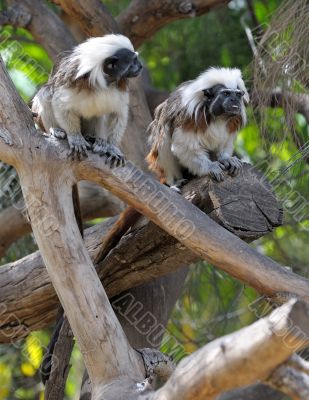 Monkeys on the branches 