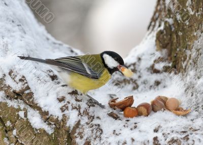 Nutlet for a titmouse