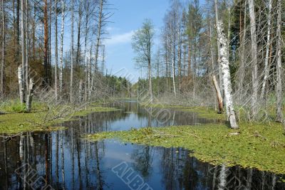 Wood lake