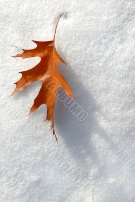 Leaf in the snow.