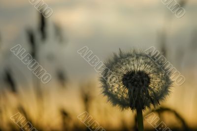 Dandelion on a sunset