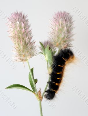 Black caterpillar