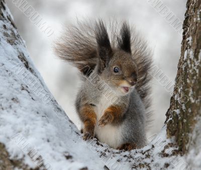 The squirrel