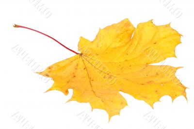 Yellow maple leaf, large DoF