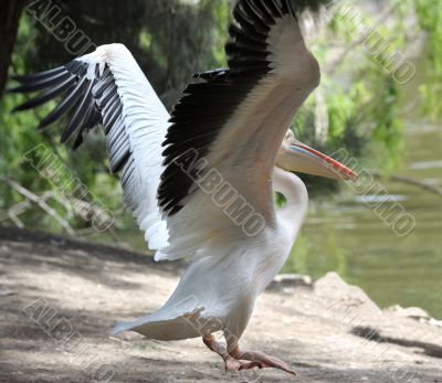 Pelican 