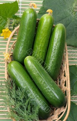 Cucumbers