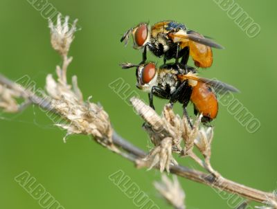 The pair of fly Tachina