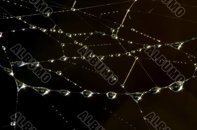 Drops on the web