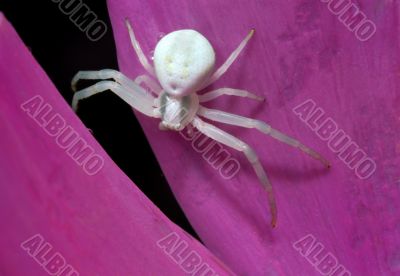 White spider on petal