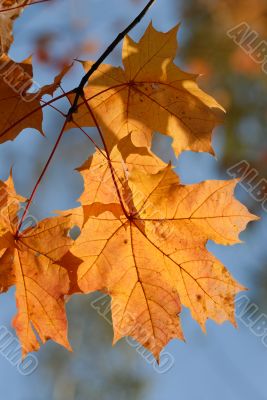 Autumn leaves.