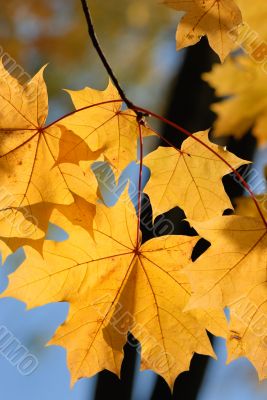 Autumn leaves.