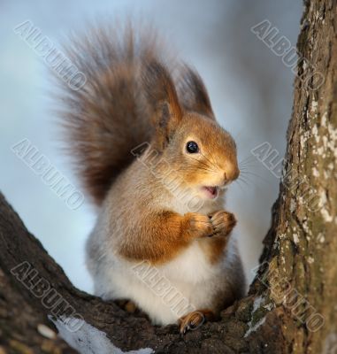 The squirrel.
