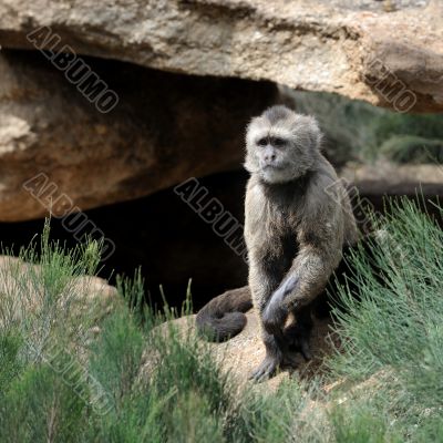 Monkey 