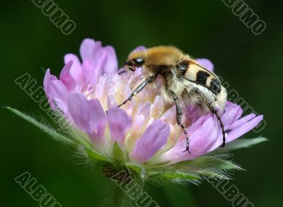 Bug on a flower