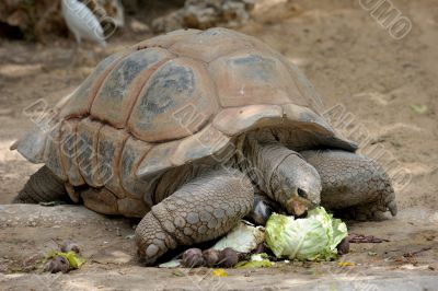 Turtle 