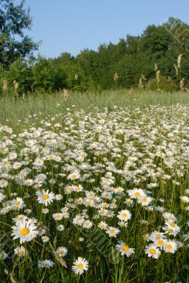 Blooming meadow.