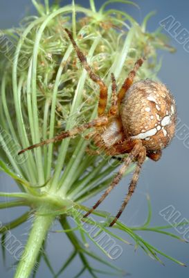 The spider Araneus diadematus