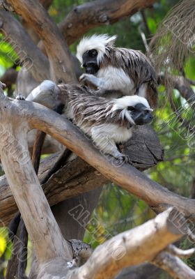 Monkeys on the branches 