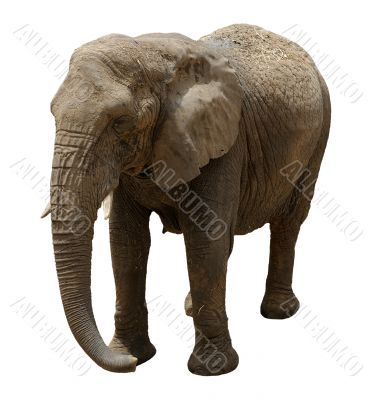 Elephant, isolated