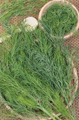 Dill