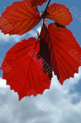 
Red leaves