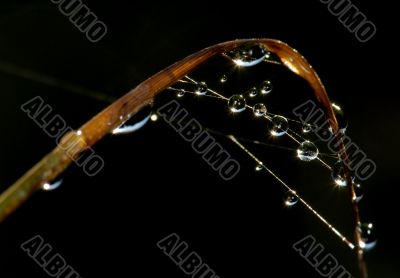 Drops on the web