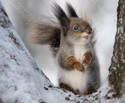 The squirrel.