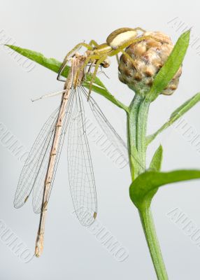 Spider and dragonfly