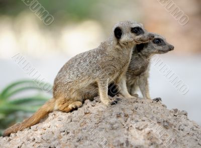 Suricata